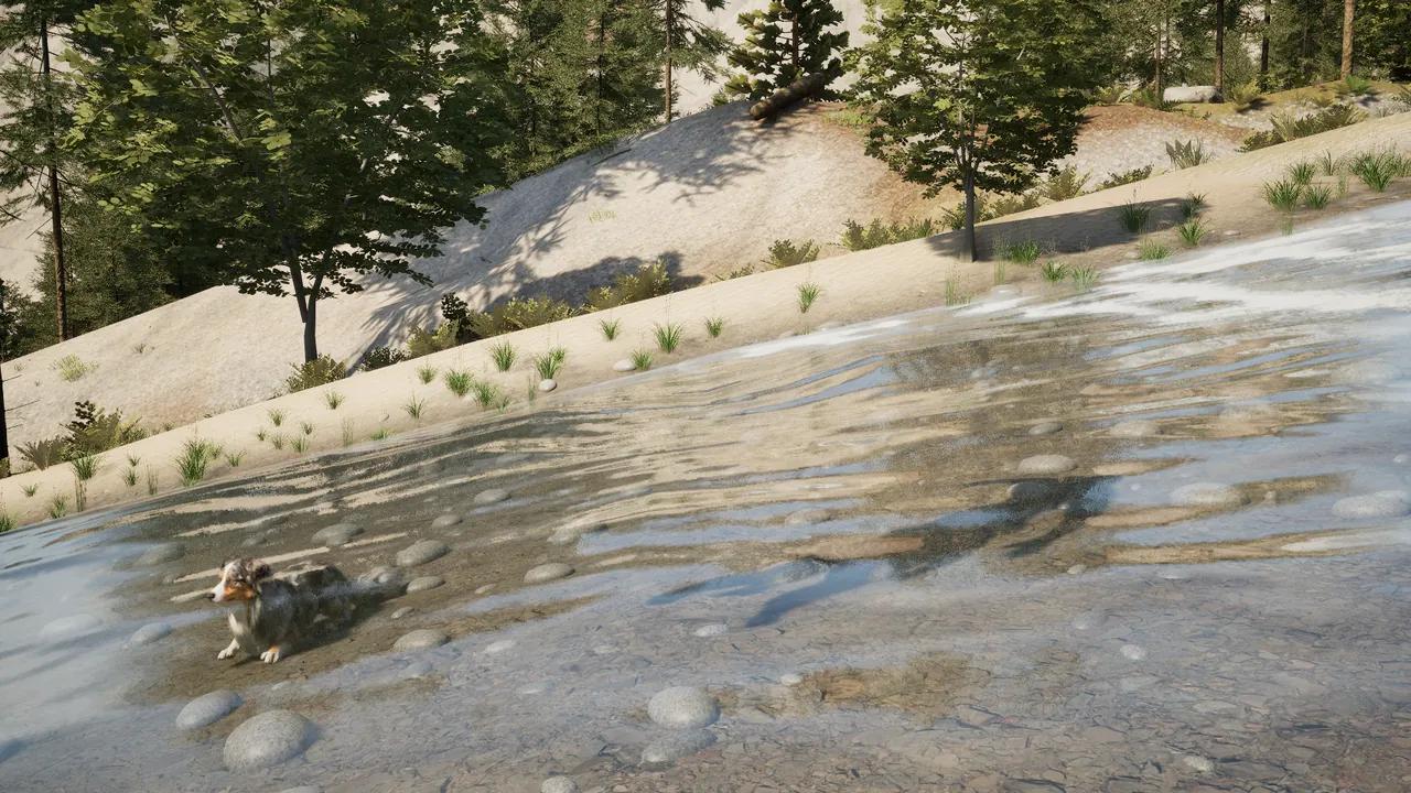 A blue merle dog standing in a shallow, clear river over pebbles, with a pale sandy bank and pines above it